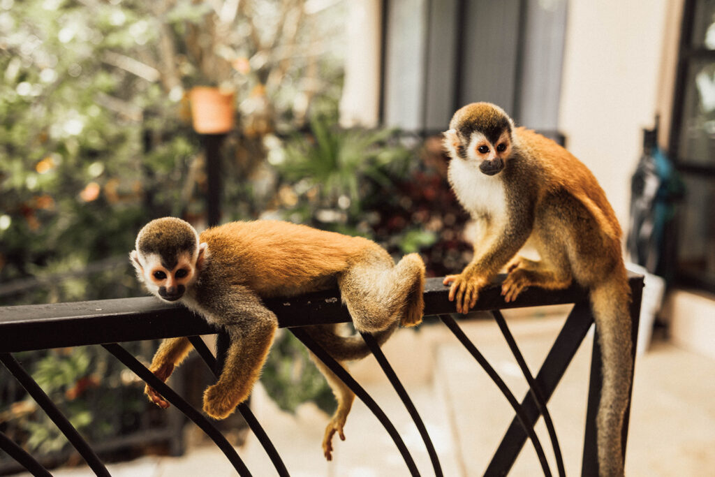 monkeys in costa rica